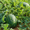 melon-